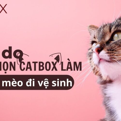 4 Lý do bạn chọn catbox làm cát cho mèo đi vệ sinh