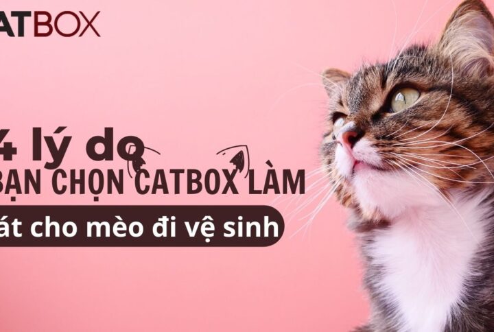 4 Lý do bạn chọn catbox làm cát cho mèo đi vệ sinh