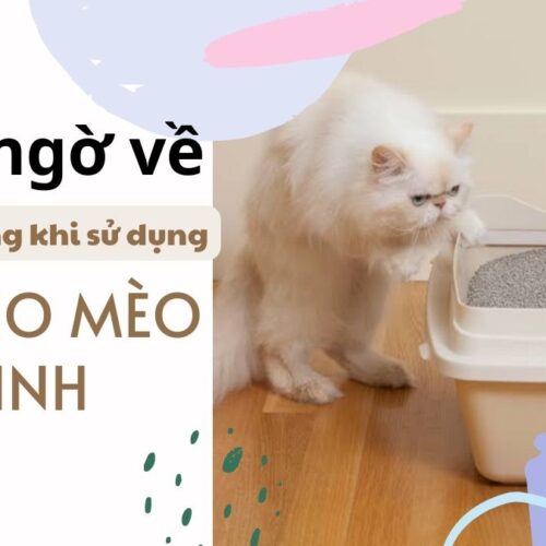 Cát cho mèo đi vệ sinh 4 bất ngờ về hoàng thượng khi sử dụng