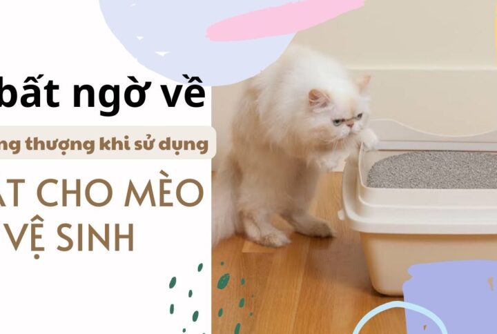 Cát cho mèo đi vệ sinh 4 bất ngờ về hoàng thượng khi sử dụng