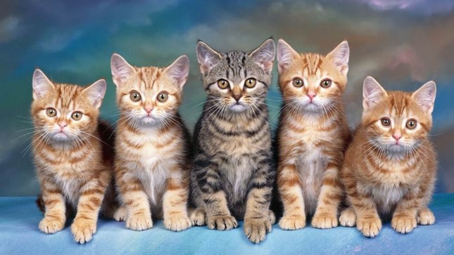 Xẻng xúc cát mèo