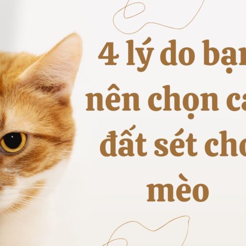 4 lý do bạn nên chọn cát đất sét cho mèo