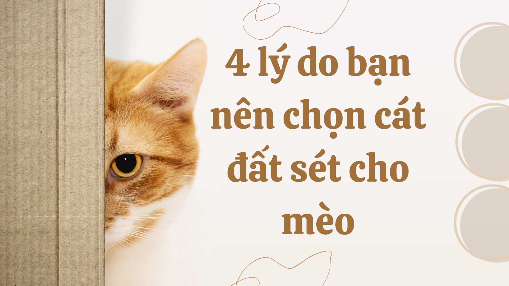 cát đất sét cho mèo