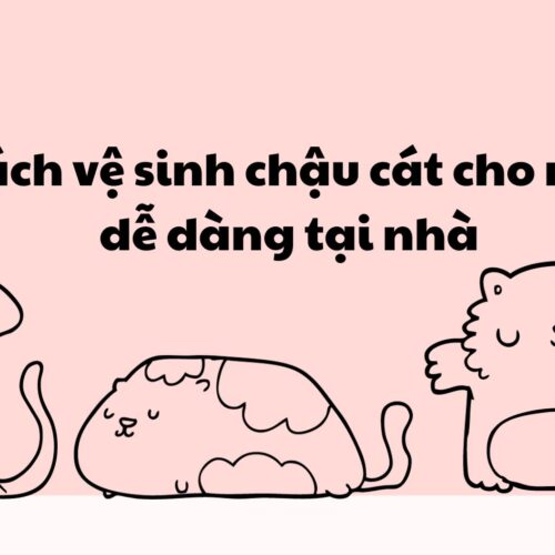 3 cách vệ sinh chậu cát cho mèo dễ dàng tại nhà