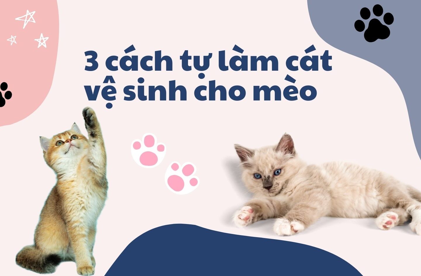 3 cách tự làm cát vệ sinh cho mèo