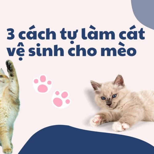 3 cách tự làm cát vệ sinh cho mèo dễ dàng tại nhà