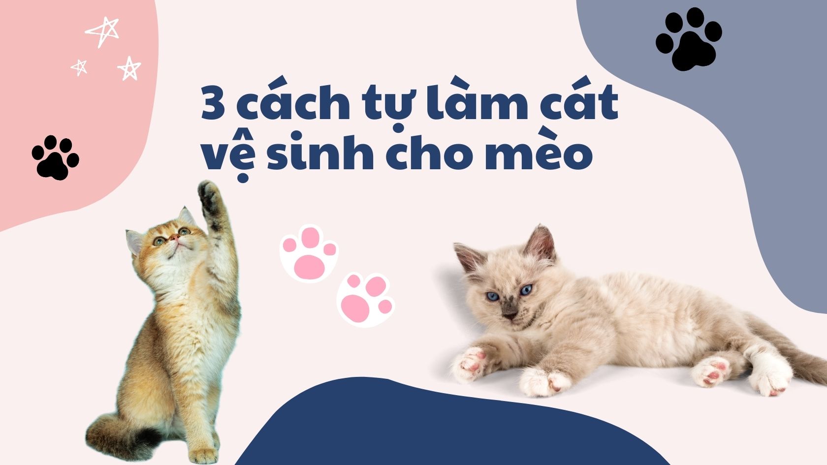 3 cách tự làm cát vệ sinh cho mèo