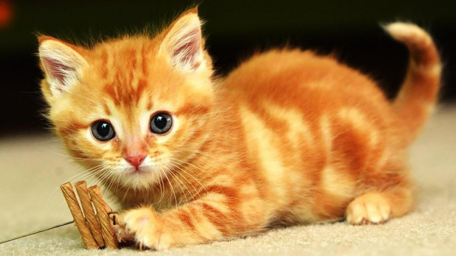 xẻng xúc cát mèo nhất