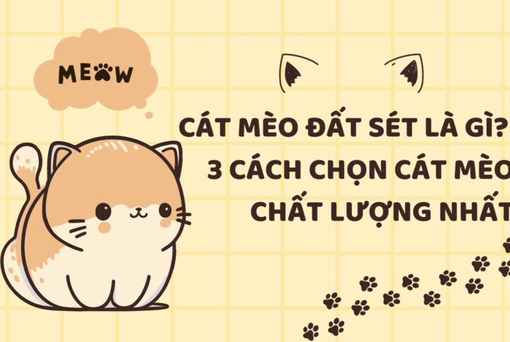 Cát mèo đất sét là gì? 3 cách chọn cát mèo chất lượng nhất
