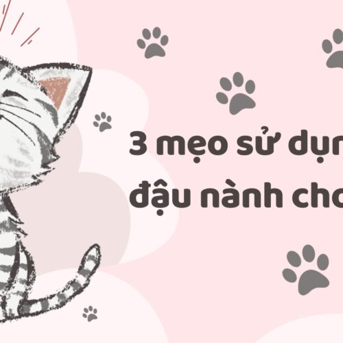 3 mẹo sử dụng cát đậu nành cho mèo