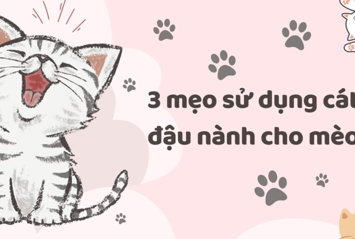 3 mẹo sử dụng cát đậu nành cho mèo