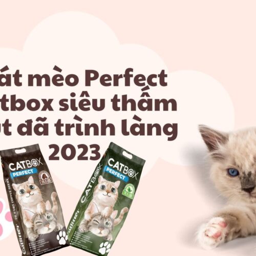 Cát mèo Perfect catbox siêu thấm hút đã trình làng 2023