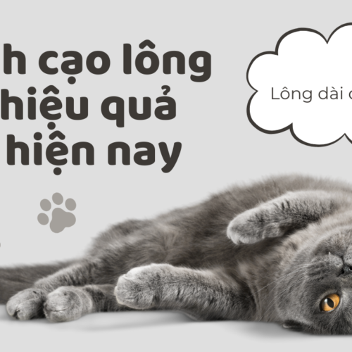 3 cách cạo lông mèo hiệu quả nhất hiện nay