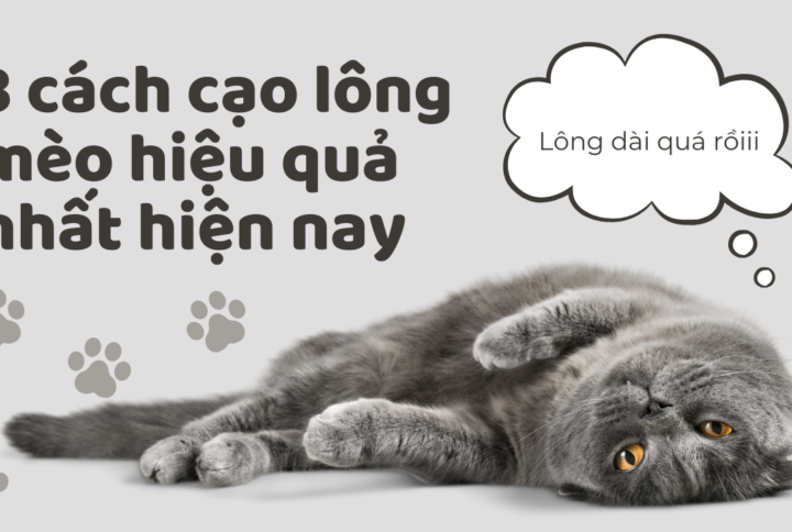 3 cách cạo lông mèo hiệu quả nhất hiện nay