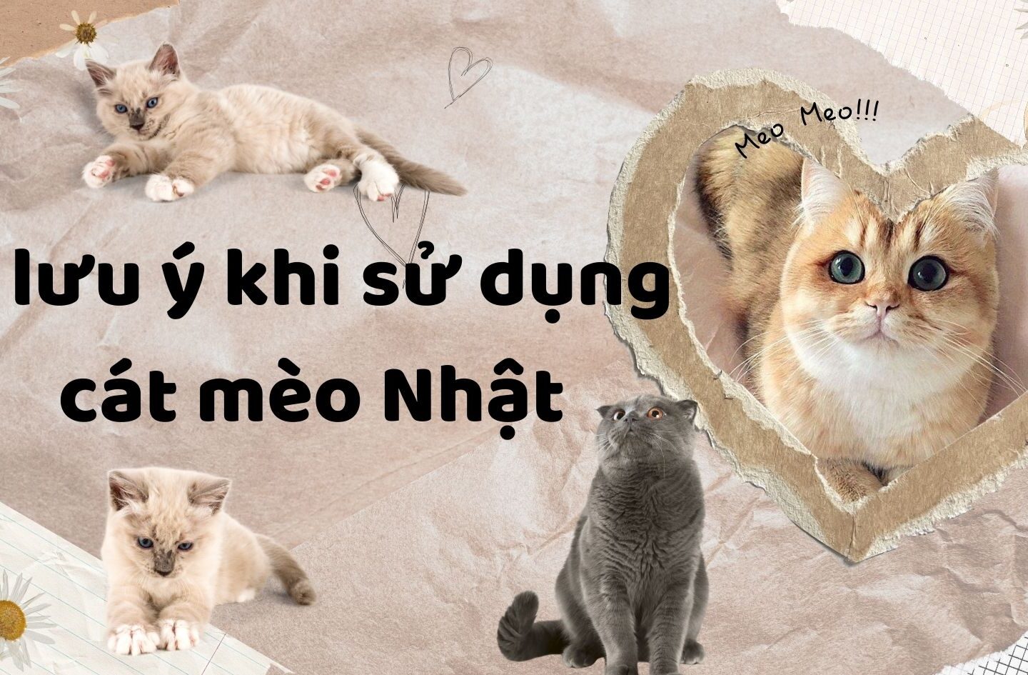 cát mèo Nhật