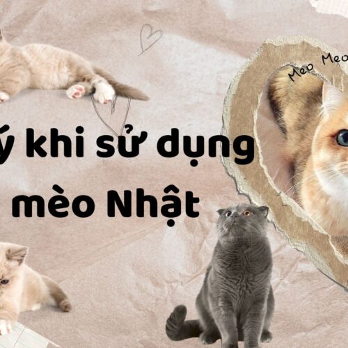 3 lưu ý khi sử dụng cát mèo Nhật