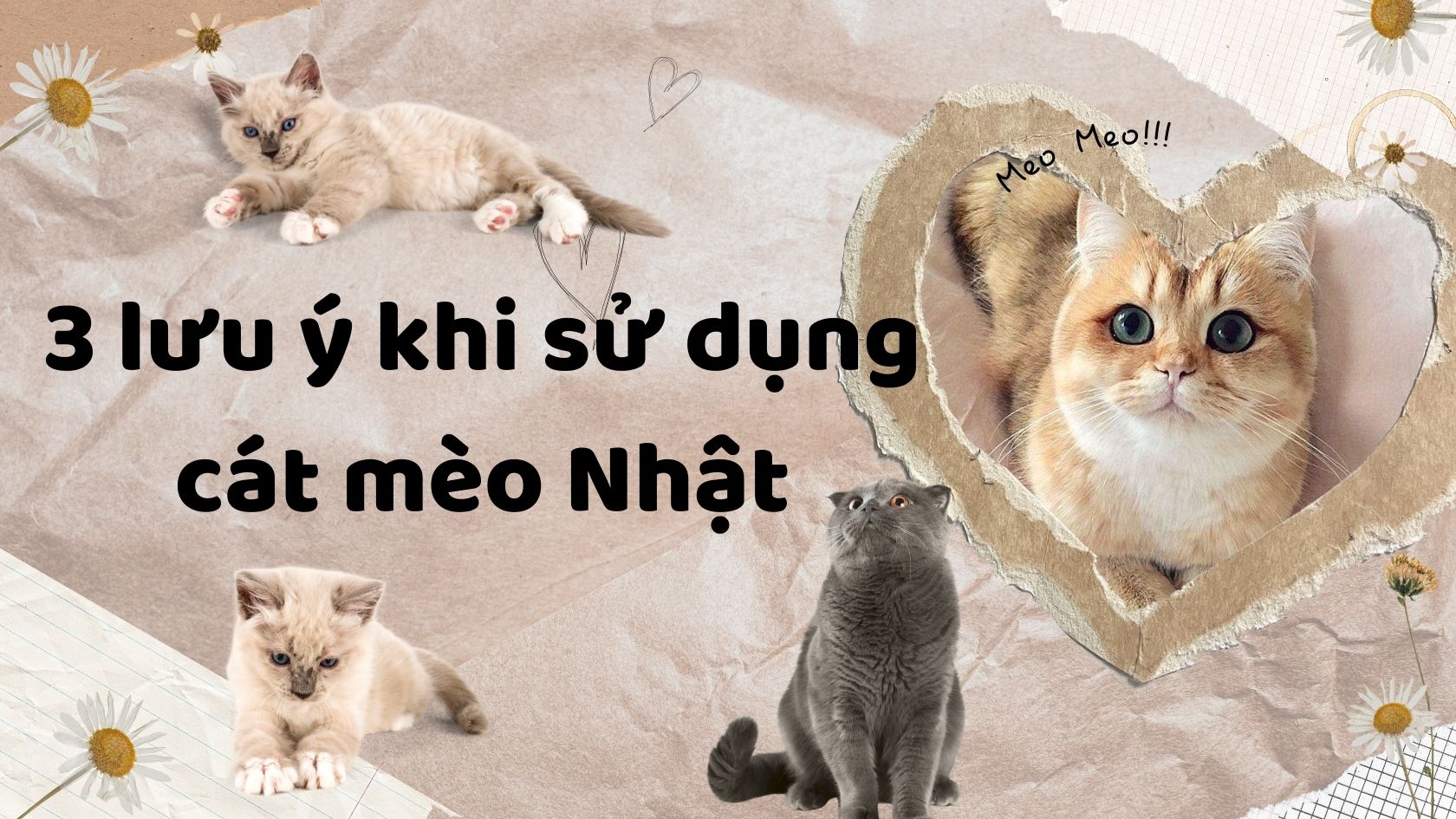 3 lưu ý khi sử dụng cát mèo Nhật