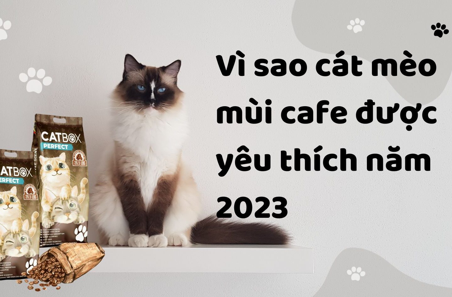 cát mèo mùi cafe