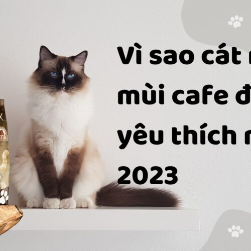 Vì sao cát mèo mùi cafe được yêu thích năm 2023