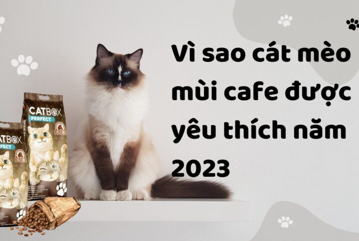 Vì sao cát mèo mùi cafe được yêu thích năm 2023