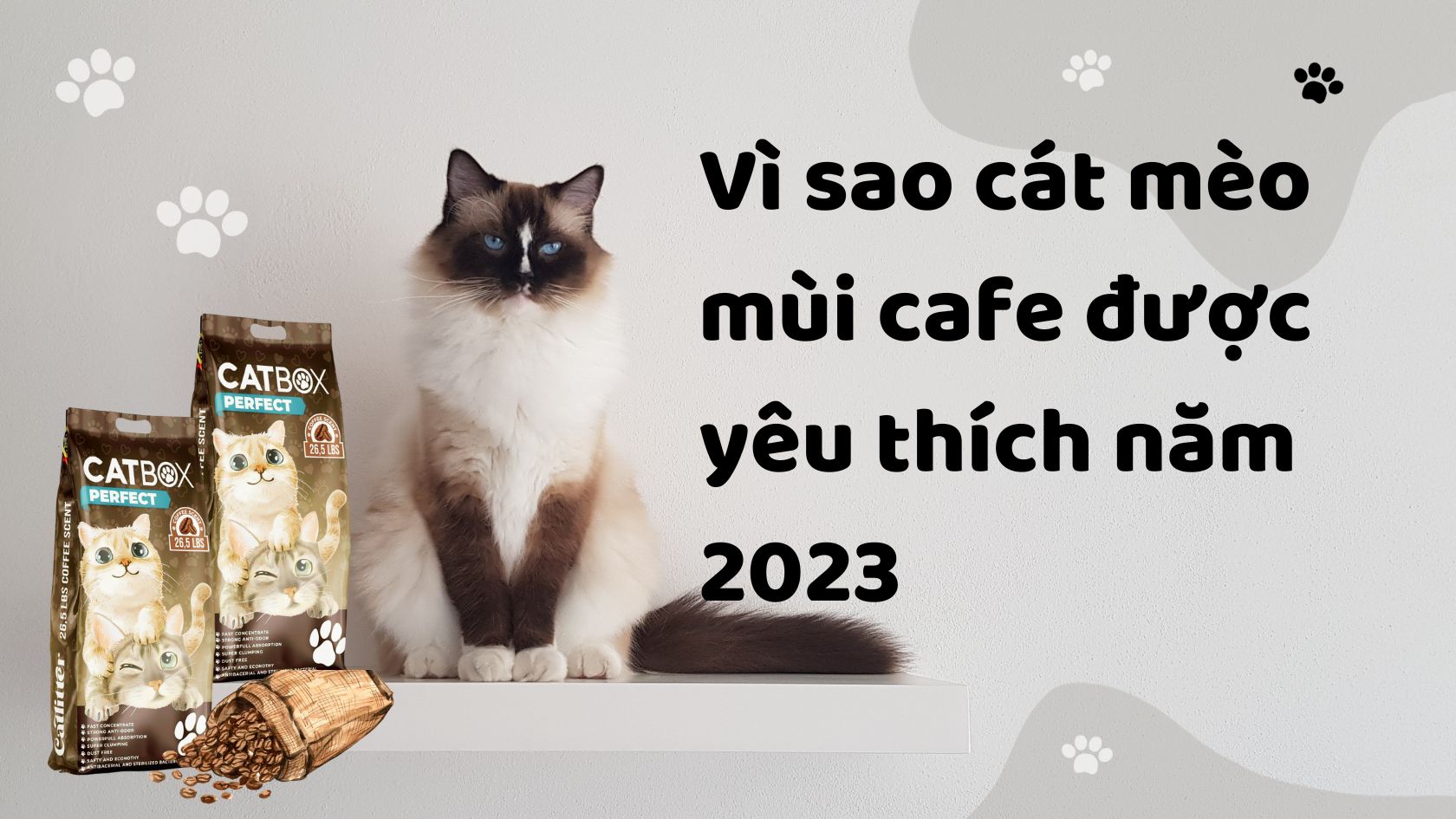 Vì sao cát mèo mùi cafe được yêu thích năm 2023